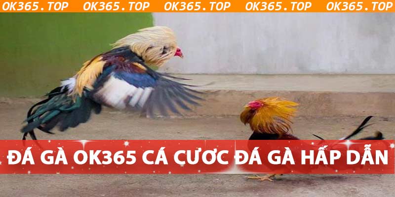 Đá Gà OK365 - Sàn Coi Đá Gà Trực Tiếp Thomo Miễn Phí 2024