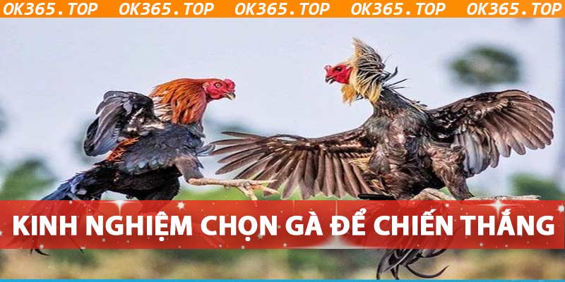 Kinh Nghiệm Chọn chiến kê để thắng cược